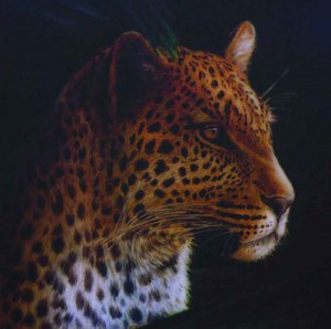 Leopard in Profile